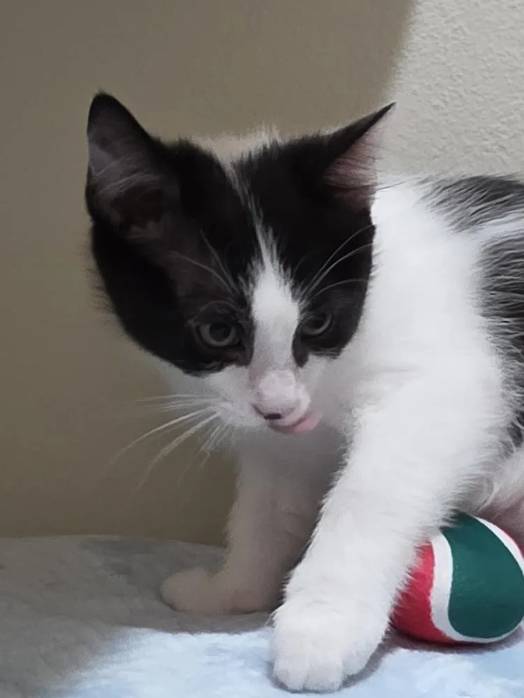 A baby small-sized female Black & White / Tuxedo Domestic Short Hair cat named Snoots for adoption in Dallas, TX