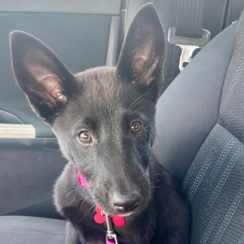 A baby small-sized female Black Shepherd dog named Circe for adoption in O'Fallon, MO