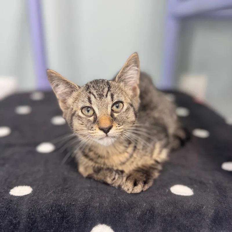 A baby small-sized male Brown / Chocolate Domestic Short Hair cat named Pj for adoption in Brownsboro, AL