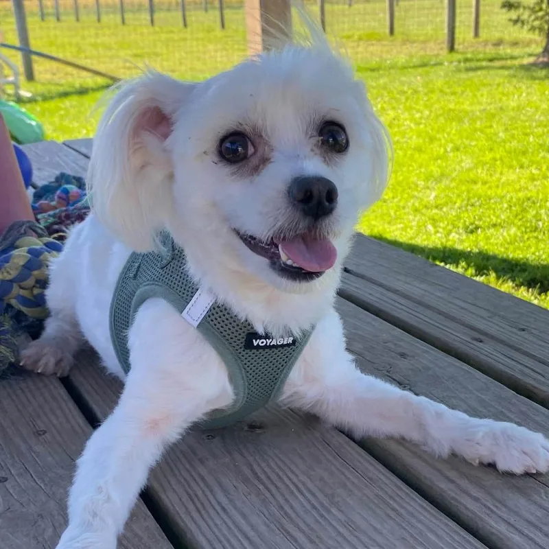 An adult small-sized male Maltese dog named Toto for adoption in Quakertown, PA