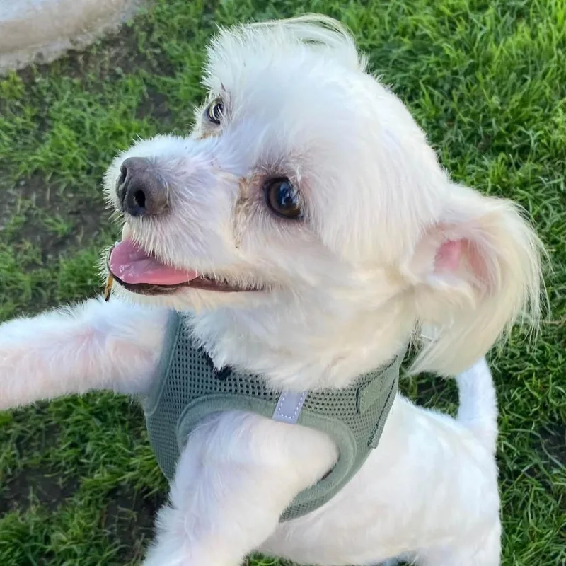 Toto thumbnail 3