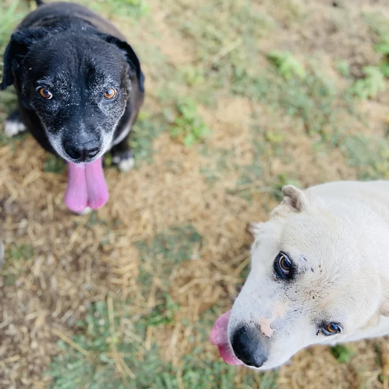 A senior medium-sized female White / Cream Labrador Retriever dog named Kelly & Kenny for adoption in Justin, TX