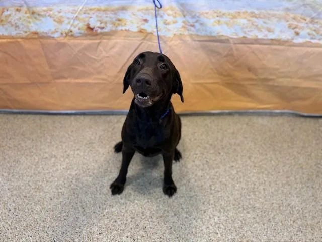 A young large-sized female Labrador Retriever dog named Chocolate for adoption in Miami, FL