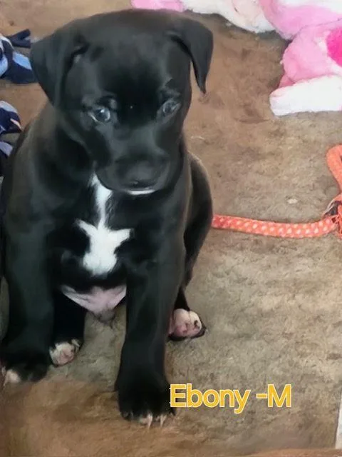 Ebony