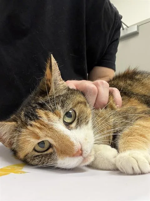 A senior medium-sized female Domestic Short Hair cat named Avery for adoption in Indianapolis, IN
