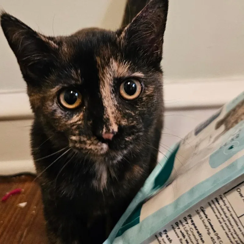 A young small-sized female Tortoiseshell Domestic Short Hair cat named Roxy for adoption in Philadelphia, PA