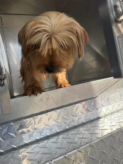 An adult small-sized female Yorkshire Terrier dog named Jazmine for adoption in Dallas, TX
