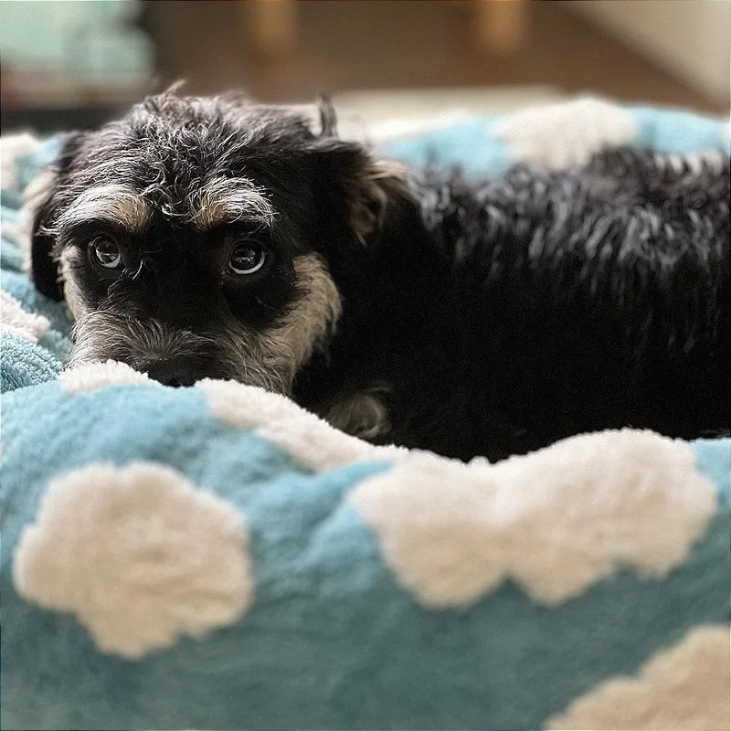 A young medium-sized female Black Terrier dog named Lulu for adoption in Brooklyn, NY