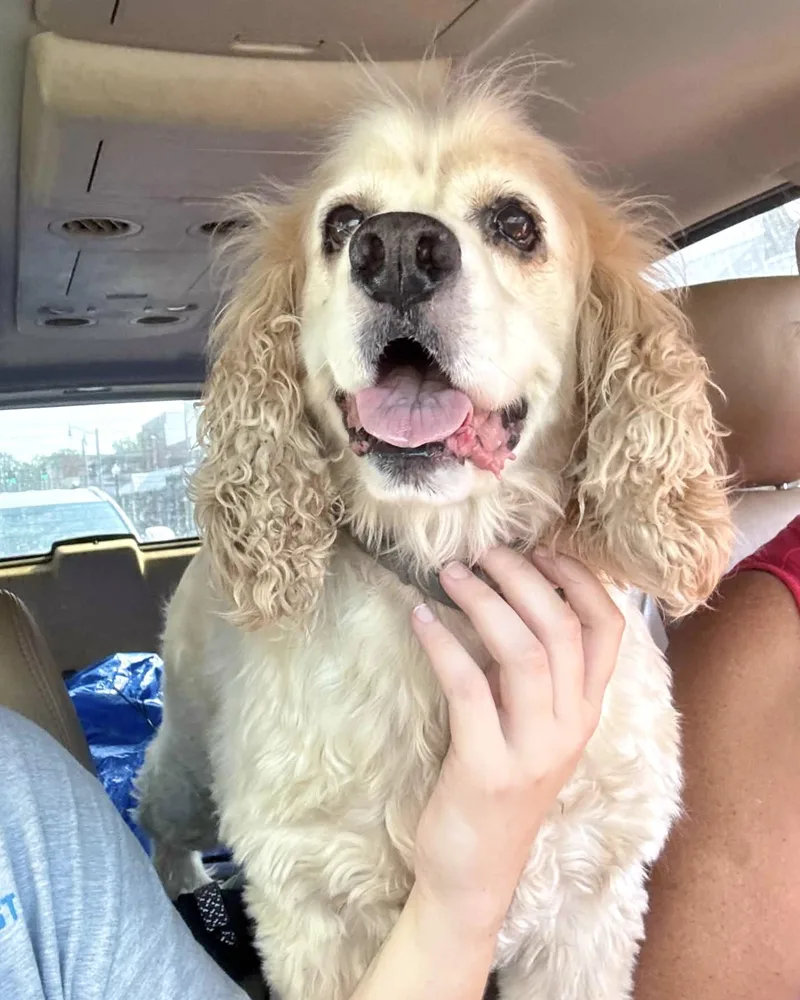 An adult medium-sized male Cocker Spaniel dog named Icarus for adoption in New York, NY