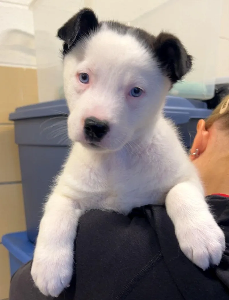 A baby medium-sized male White / Cream Labrador Retriever dog named Rascal for adoption in Kansas City, KS