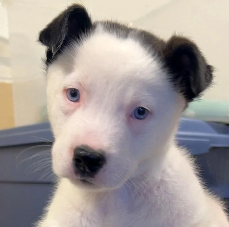 Rascal thumbnail 2