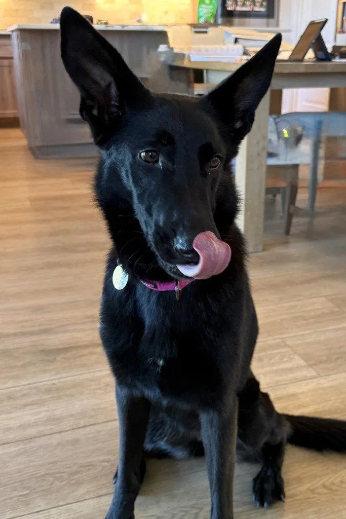 An adult large-sized female German Shepherd Dog dog named Comanche for adoption in Modesto, CA