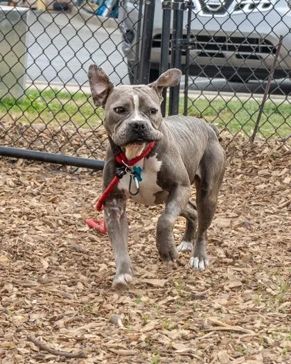 An adult medium-sized female Mixed Breed dog named Lehigh for adoption in Chamblee, GA