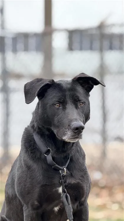 Ridley Fka Love Bug thumbnail 2