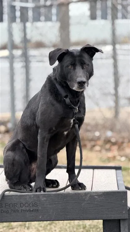 Ridley Fka Love Bug thumbnail 3