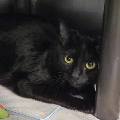 An adult medium-sized female Domestic Short Hair cat named Betty for adoption in Voorhees, NJ