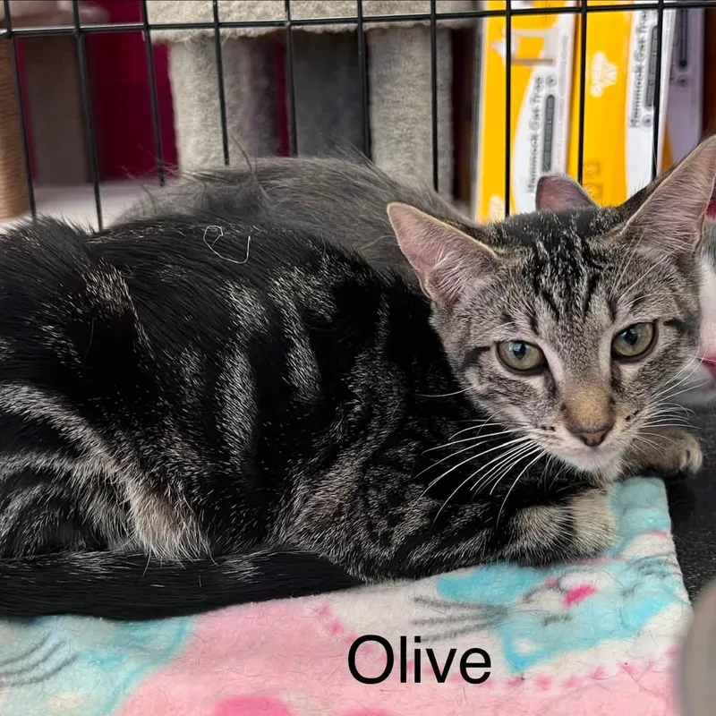 Olive B.