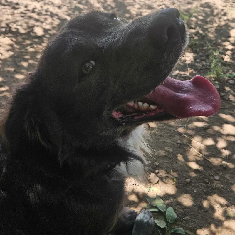 An adult large-sized male Black Labrador Retriever dog named Apollo for adoption in Flagstaff, AZ