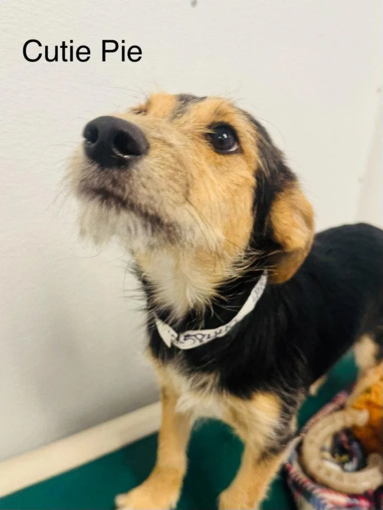 A baby medium-sized female Terrier dog named Cutie Pie for adoption in Saint George, UT