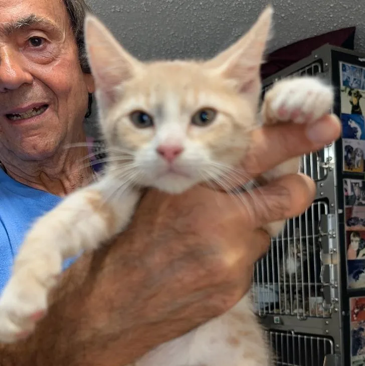 A baby small-sized male Domestic Short Hair cat named Rain for adoption in Reisterstown, MD