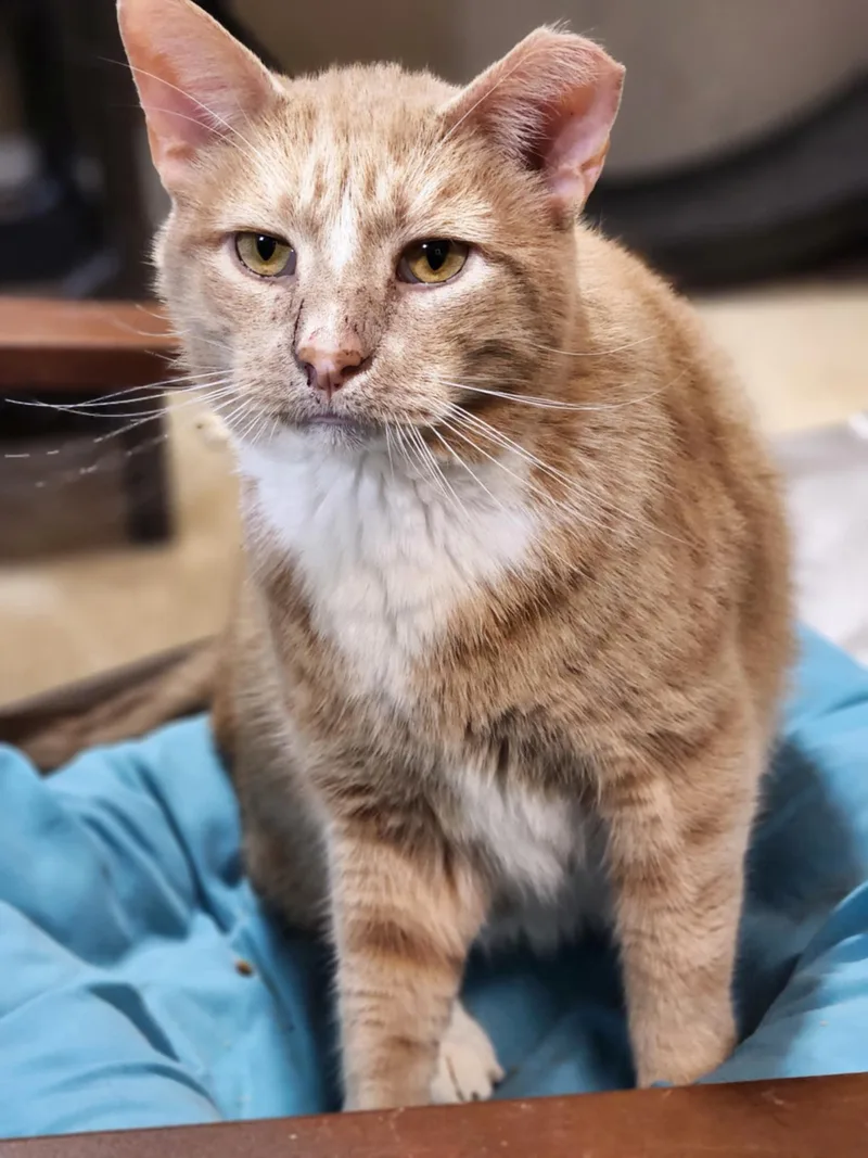 Lamborghini >>the "supercar" With thumbnail 2