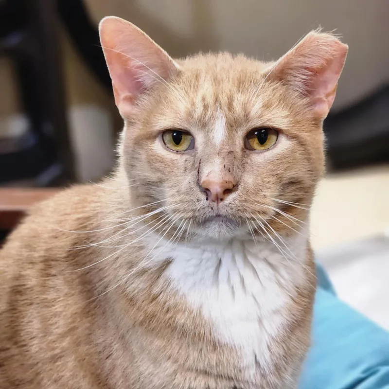 Lamborghini >>the "supercar" With thumbnail 3