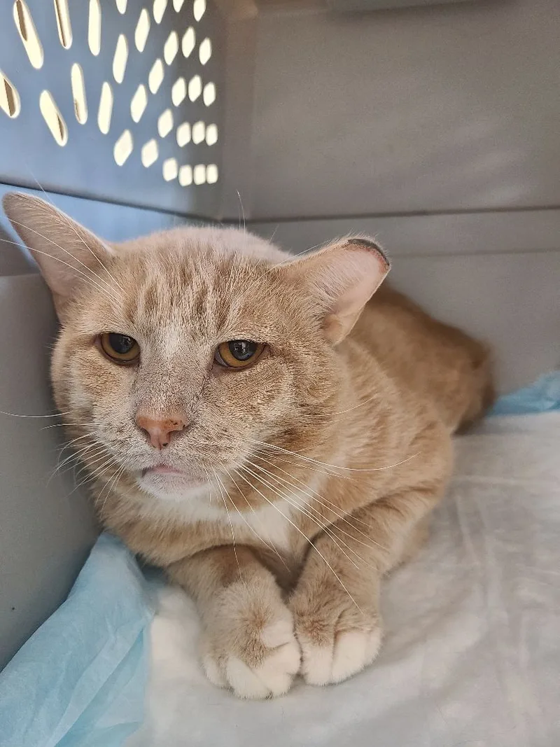 Lamborghini >>the "supercar" With thumbnail 5