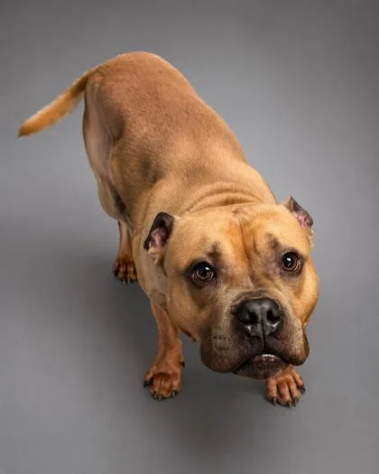 An adult large-sized male Pit Bull Terrier dog named Hulk for adoption in Bowling Green, KY