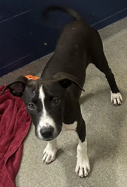 A young medium-sized male Labrador Retriever dog named Carter months for adoption in Sterling, MA