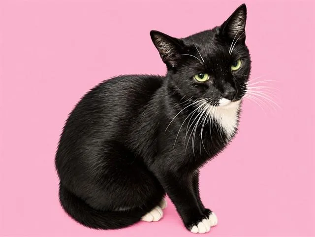 A young small-sized female Domestic Short Hair cat named Chela for adoption in Miami, FL