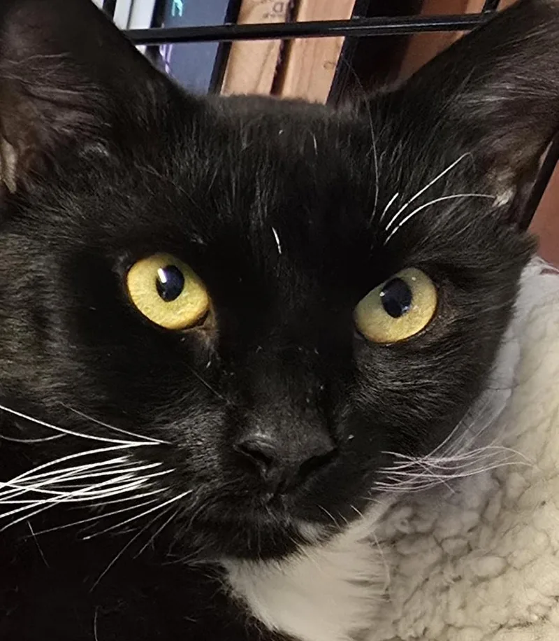 An adult large-sized male Black & White / Tuxedo Domestic Medium Hair cat named Butler for adoption in Southbury, CT