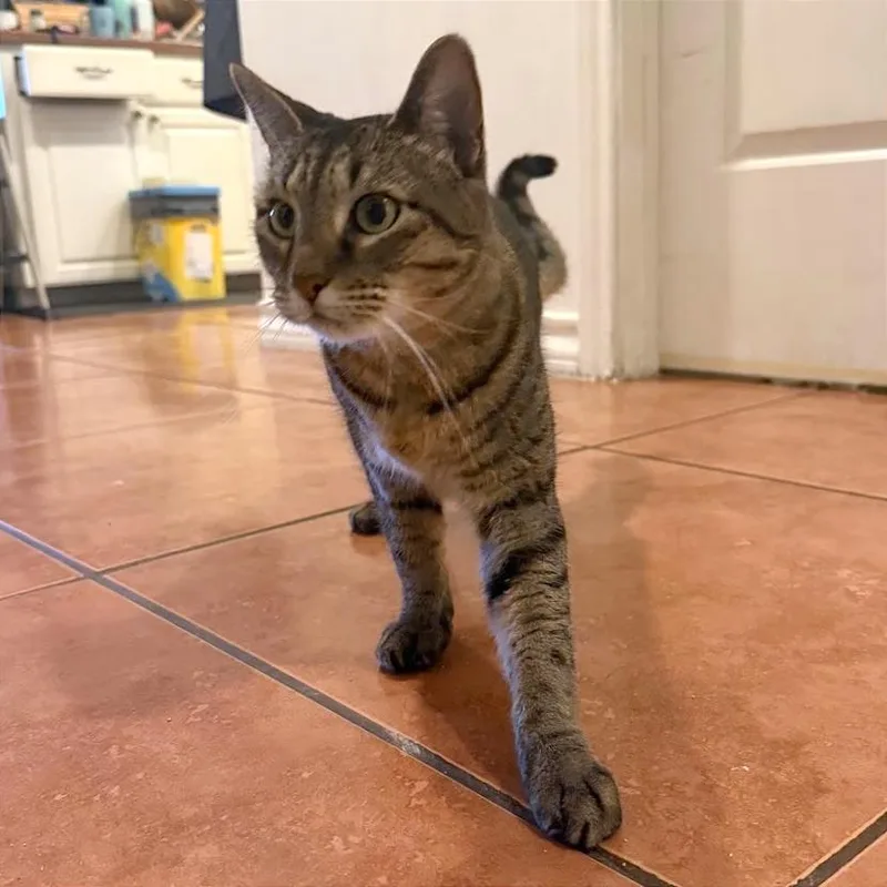An adult medium-sized female Brown / Chocolate Domestic Short Hair cat named California Girl for adoption in Austin, TX