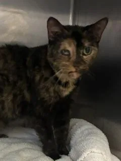 An adult small-sized female Domestic Short Hair cat named Babygirl for adoption in Gainesville, FL