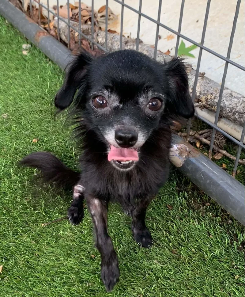 An adult small-sized female Bicolor Chihuahua dog named Chevette for adoption in Blue Bell, PA