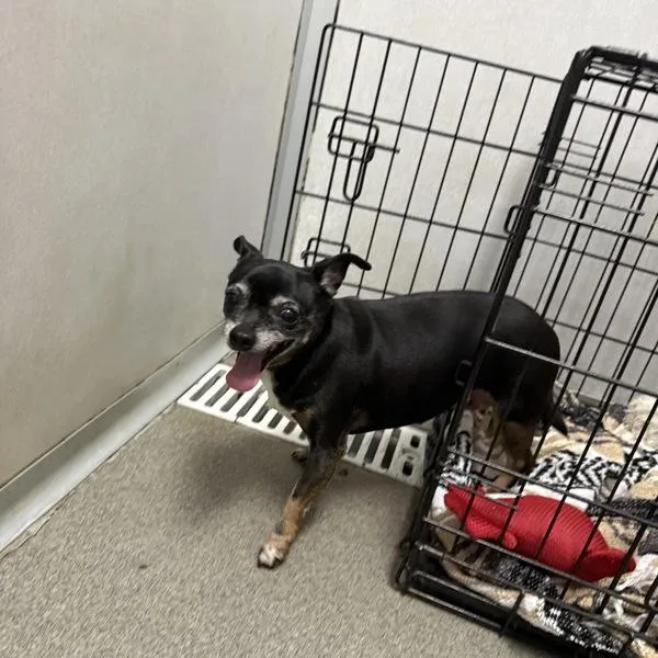 A senior medium-sized female Chihuahua dog named Mia for adoption in Des Moines, IA