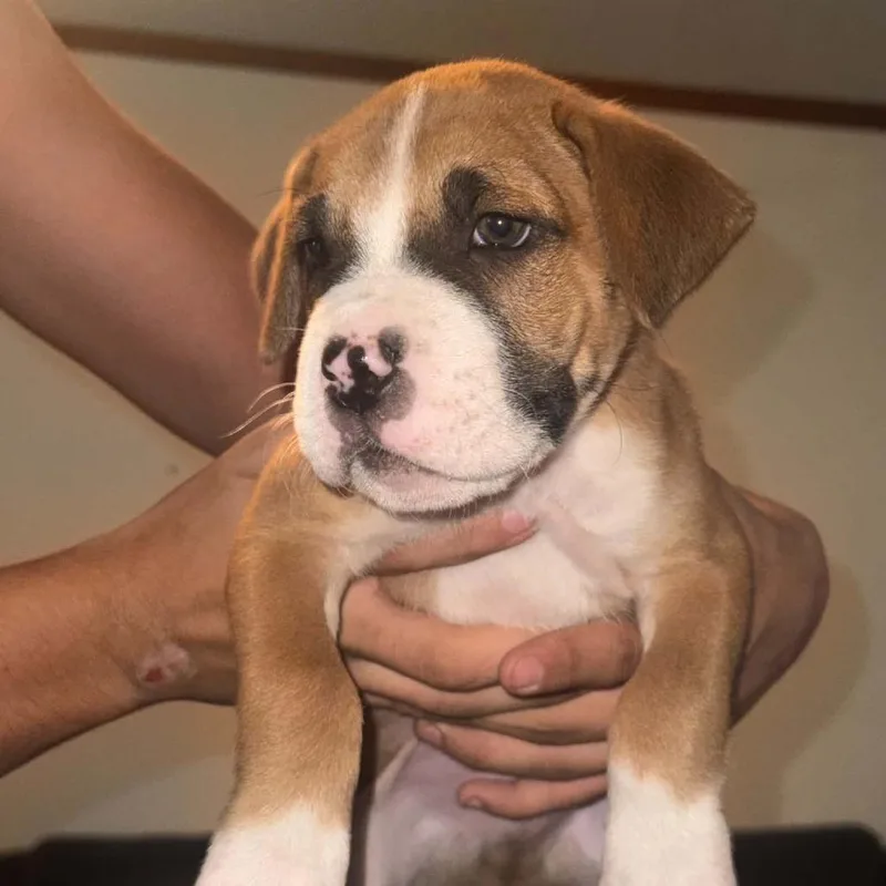 A baby small-sized male Brown / Chocolate Boxer dog named Tomas for adoption in Oceanside, NY