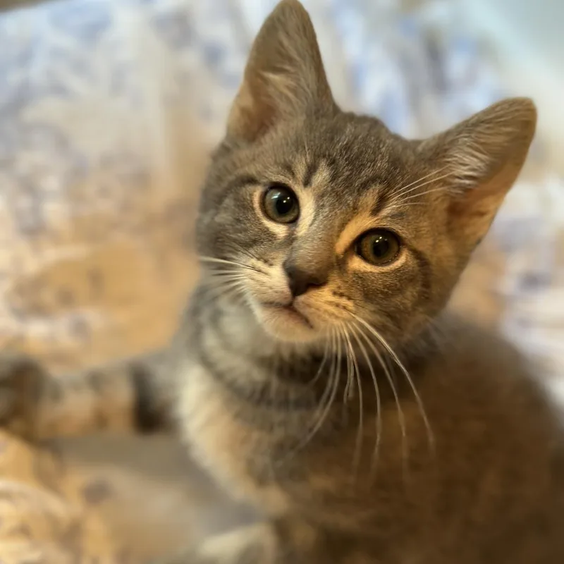 A baby small-sized male Gray / Blue / Silver Domestic Short Hair cat named Pear Tree for adoption in Matteson, IL