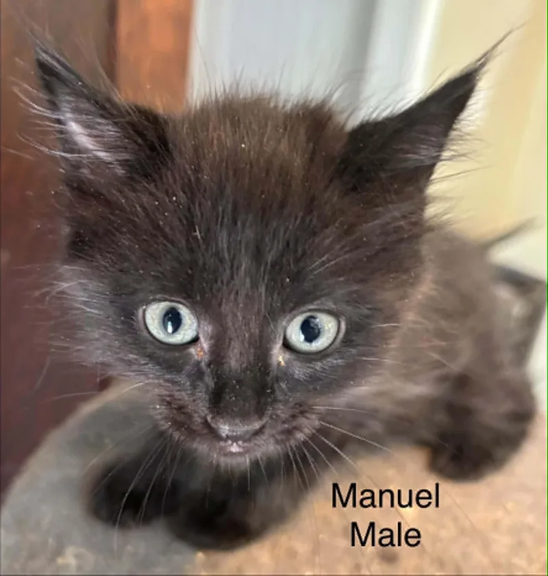Manuel