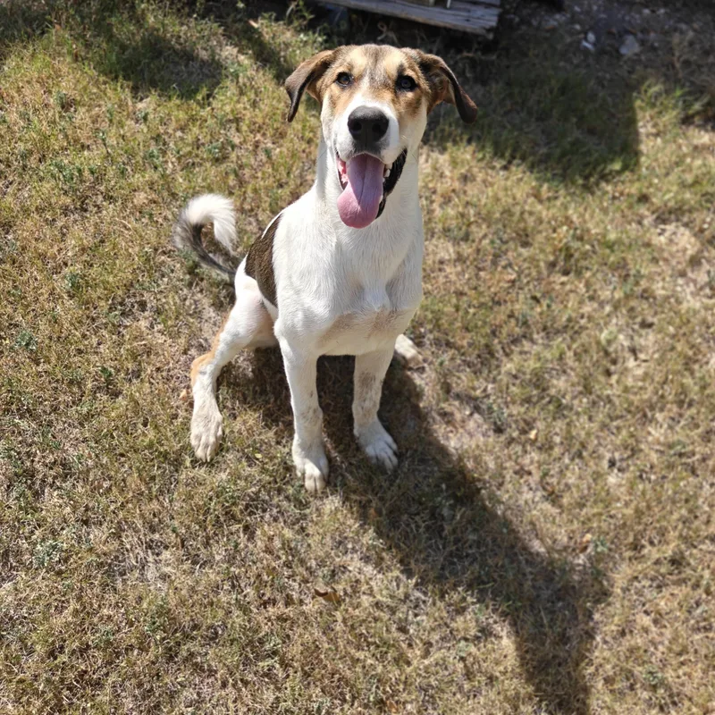 A young medium-sized female Tricolor (Brown, Black, & White) Coonhound dog named Lacie for adoption in Cleveland, TX
