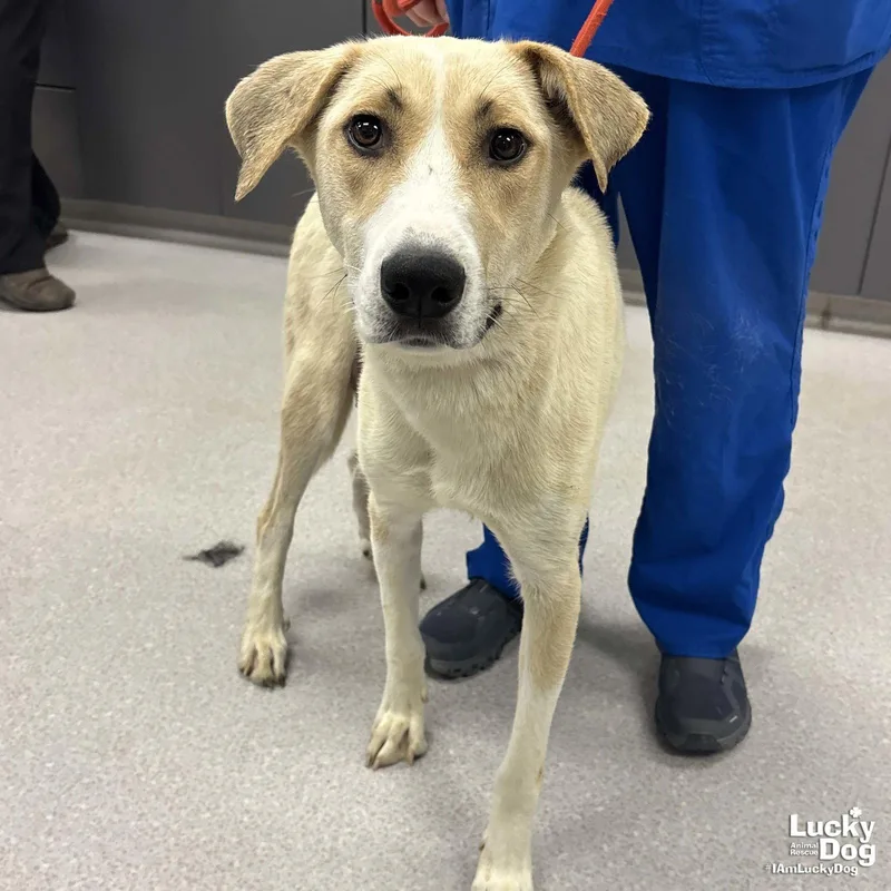 A young large-sized female Labrador Retriever dog named Lemon for adoption in Washington, DC