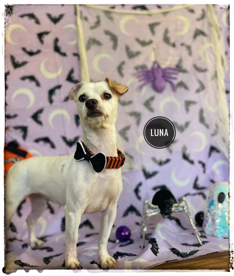A young small-sized female Chiweenie dog named Luna for adoption in Sebring, FL