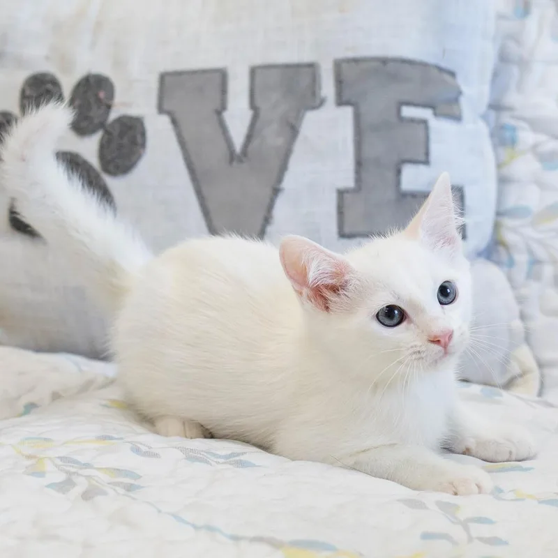 A baby small-sized male White Domestic Short Hair cat named Fleetfoot for adoption in Cartersville, GA