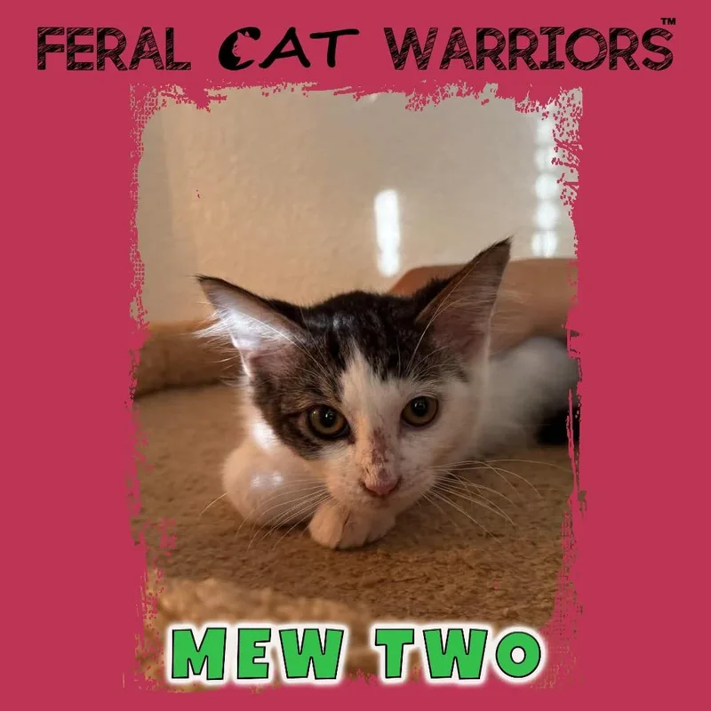 A baby small-sized male Domestic Medium Hair cat named Mewtwo for adoption in Kingman, AZ