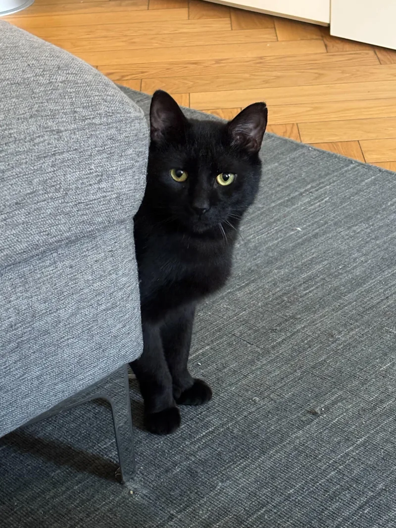 An adult large-sized male Black Domestic Short Hair cat named Beans Frijoles for adoption in Long Island City, NY