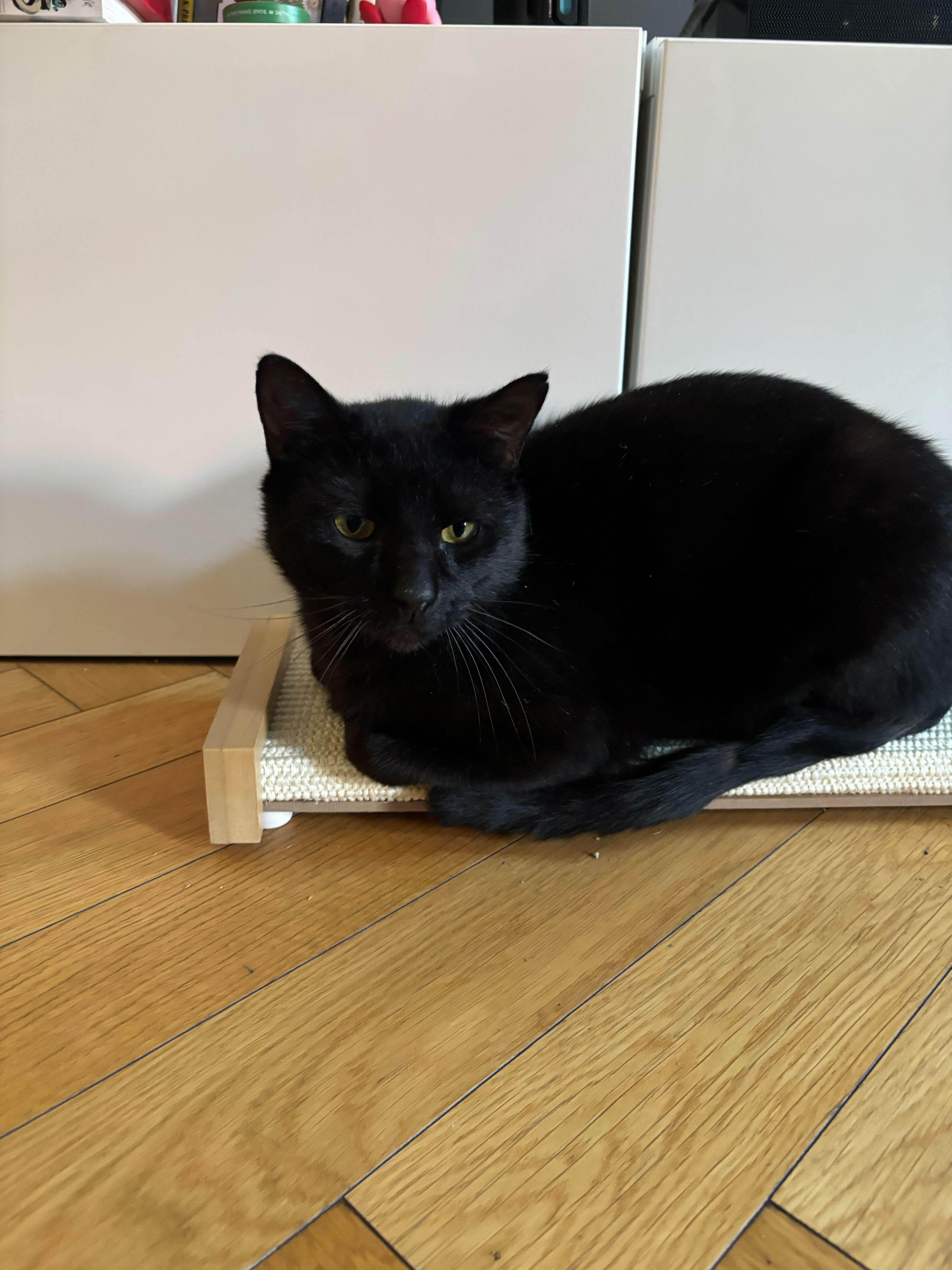 Beans Frijoles thumbnail 3