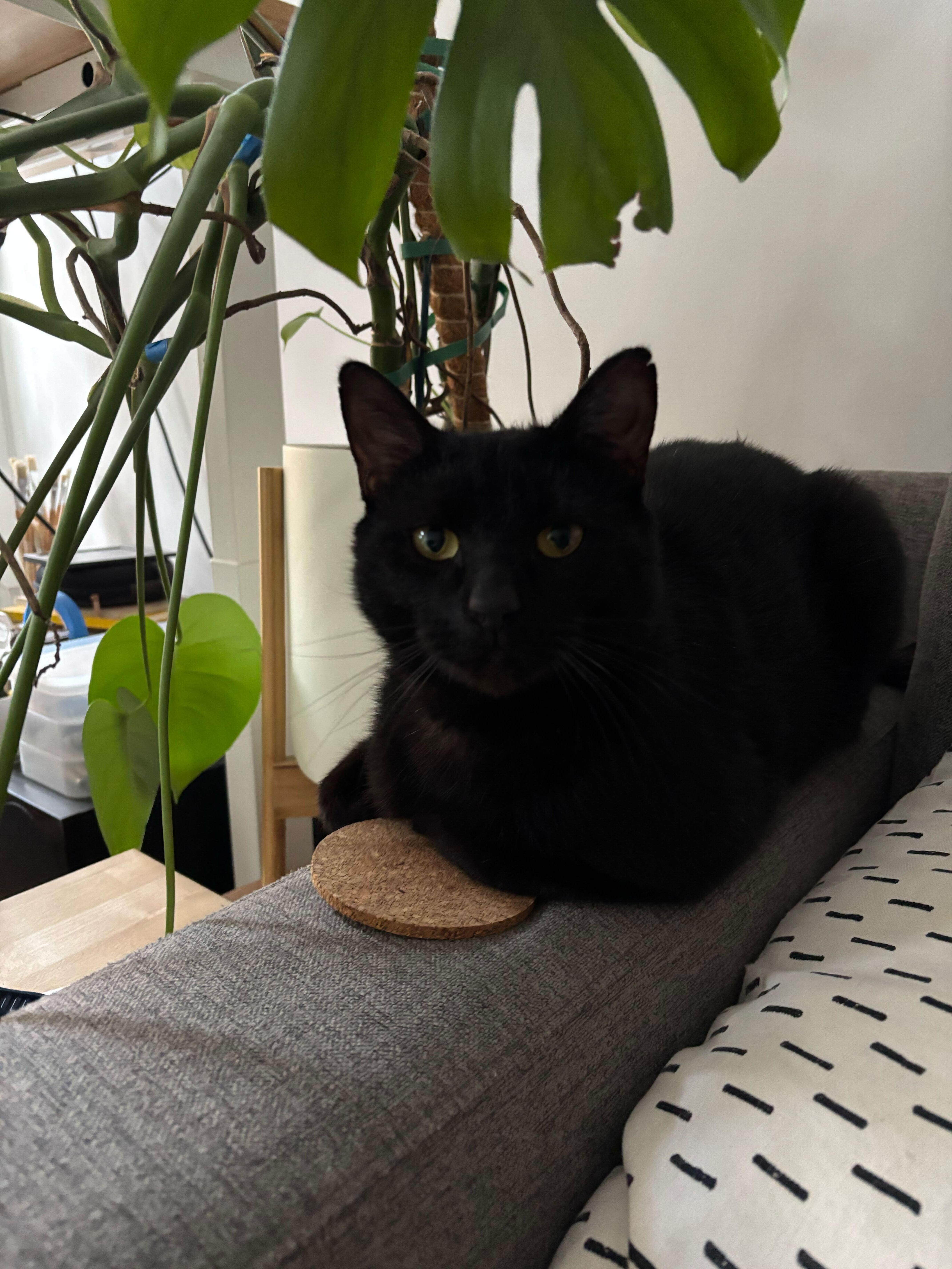 Beans Frijoles thumbnail 4