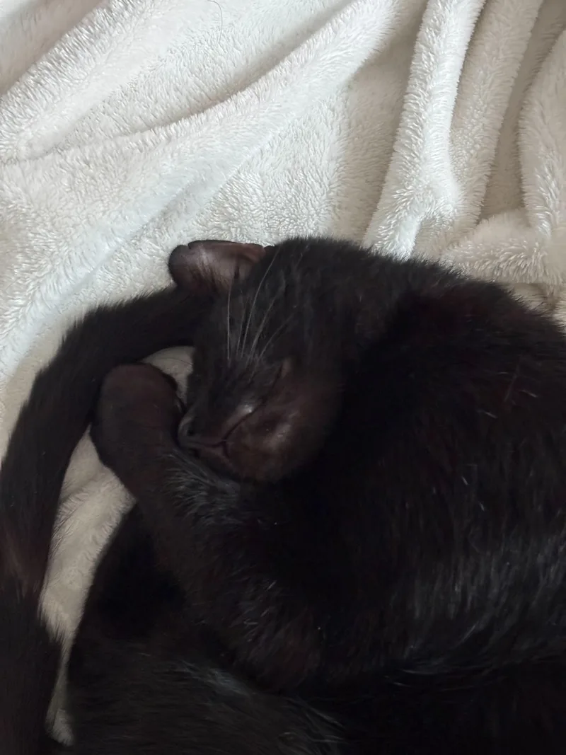 Beans Frijoles thumbnail 5