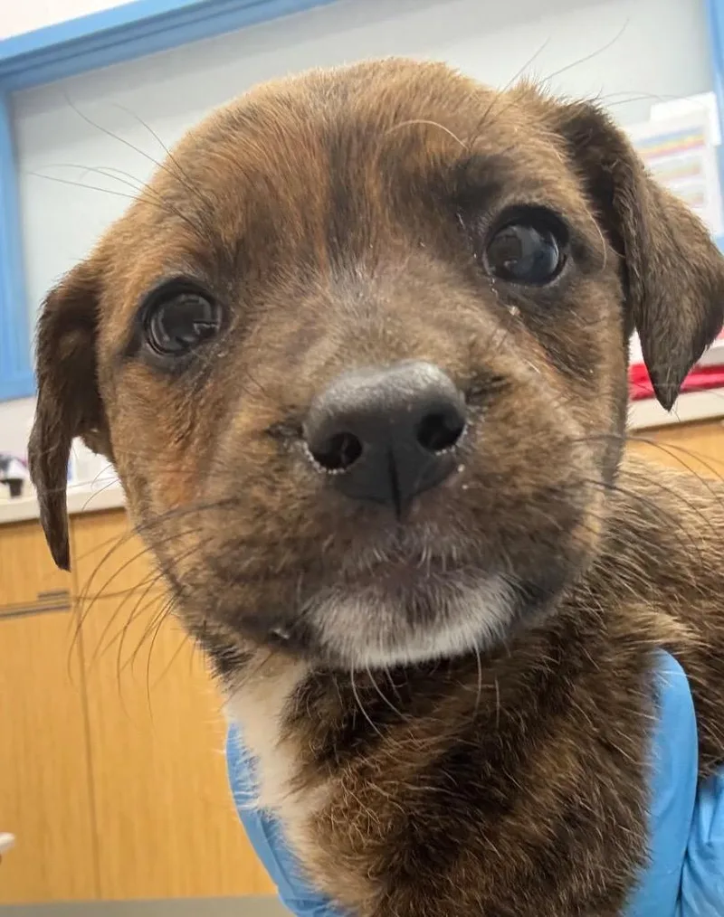 A baby medium-sized female Labrador Retriever dog named Francesca for adoption in Hartsville, SC