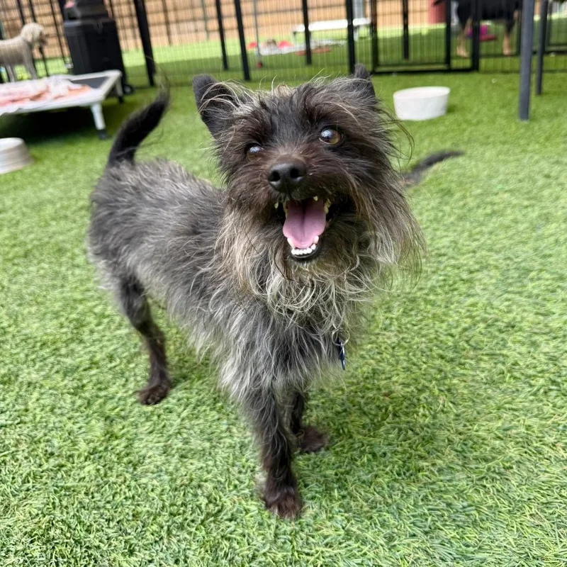 A senior small-sized male Black Terrier dog named Ozzy for adoption in Agoura Hills, CA