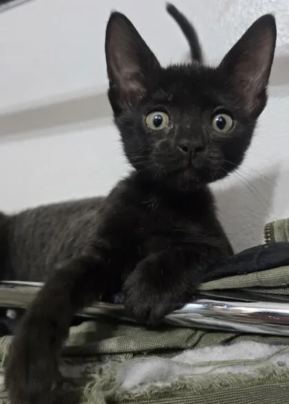 A baby small-sized female Domestic Short Hair cat named Teenie Weenie for adoption in Fresno, CA
